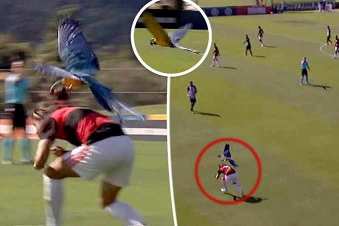 Parrot Interrupts Brazilian U-15 Soccer Match With Repeated Mid-Game Attacks